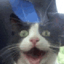 gatofeli