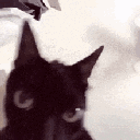 gatodiablo