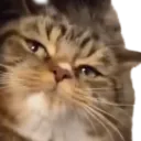starecatquestioningyourchoices starecatquestioningyourchoices