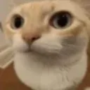 NonHuhCat