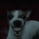 perromalevolo