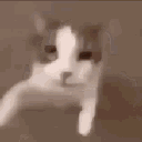 gatobeso