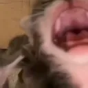 AAAA