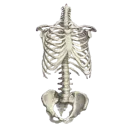 09_skeleton