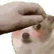 chiwaPet