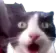 catomg catomg