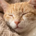 cat001