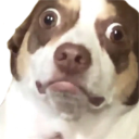 pet Discord sticker | ruin.