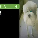 sans