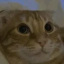 cat_wow