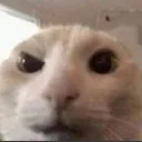 cat_cuh_eyebrow_sus