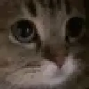 meow meow