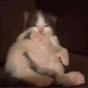 shishi_while_itch_allegation