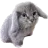 Cabbit