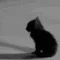 sadkitty