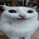 dumbasscat custom emote | Stellarcord | Debate • Politics • Religion & more