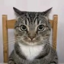 catstare Discord Emoji - Stellarcord | Debate • Politics • Religion & more