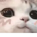uwucatjam uwucatjam