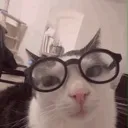 nerdcat