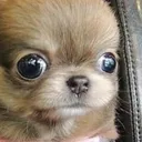 18274staredog
