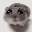sadcat animated Discord emote from Girls' camp ☁