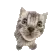 c_spin