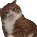 nhincaigi