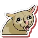 cat_puke