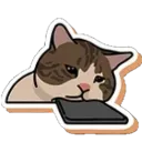 cat_sad