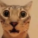 catgasp custom emote - 𝐁𝐈𝐉𝐔𝐓𝐒𝐔 𝐒𝐓𝐑𝐄𝐄𝐓 ─ 🔞