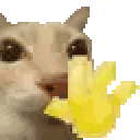 cat_wave