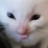 cat_ohhyeaaa