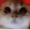 angykitty