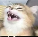 :homies_catlol: