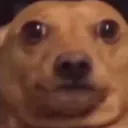 doubtfuldog