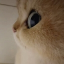 emoji_48 custom emote from —Cats galaxy🌠🐱—