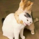 emoji_51 Discord Emoji | —Cats galaxy🌠🐱—