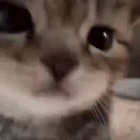 catBoop