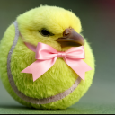 gfbirb Discord sticker from IWoH’s country