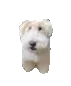 dogwuh