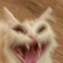 cat_laughing