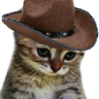 sadcat