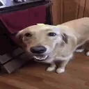 butterdog