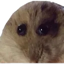 PinPin_1000yard_stare