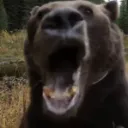 bear_reaction