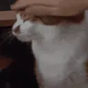 SCpatpat