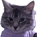turnipjudge