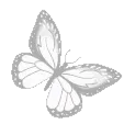 white_butterfly