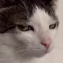 tch
