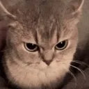 angykitten